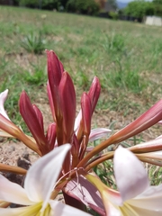 Ammocharis longifolia