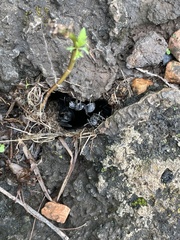 Polyrhachis militaris