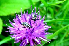 Capsodes sulcatus