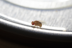 Drosophilidae