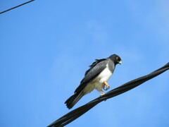 Accipiter haplochrous