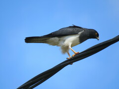 Accipiter haplochrous