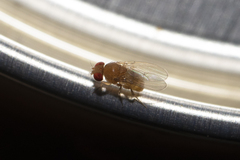 Drosophilidae