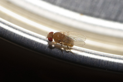 Drosophilidae