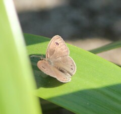 Ypthima huebneri