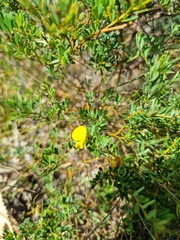 Gompholobium virgatum