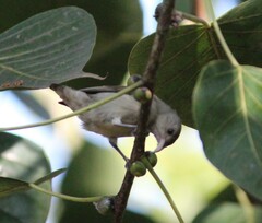 Dicaeum erythrorhynchos