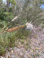 Melaleuca linearis