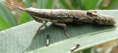 Neorthacris