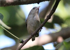 Dicaeum erythrorhynchos