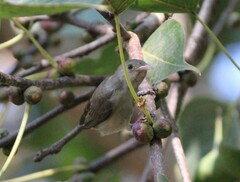 Dicaeum erythrorhynchos