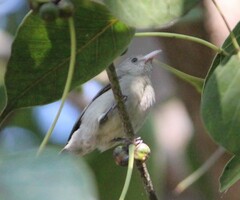 Dicaeum erythrorhynchos