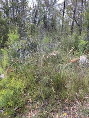 Melaleuca linearis