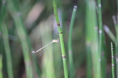 Lestes elatus