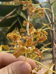 Dendrobium discolor