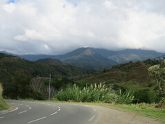 Accipiter haplochrous