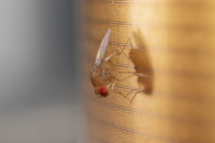 Drosophilidae