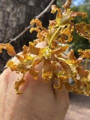 Dendrobium discolor