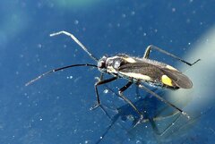 Capsodes sulcatus
