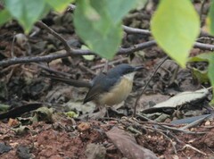 Prinia socialis