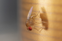 Drosophilidae