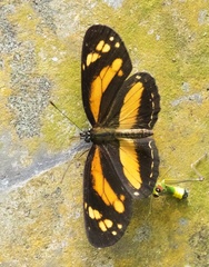 Castilia eranites