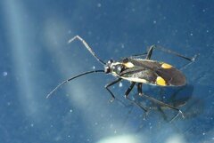 Capsodes sulcatus