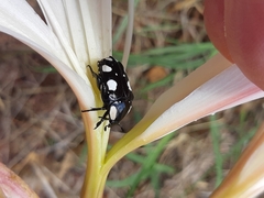 Mausoleopsis amabilis