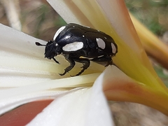 Mausoleopsis amabilis