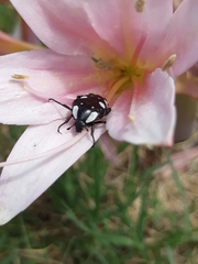 Mausoleopsis amabilis