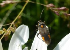Capsodes flavomarginatus