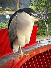 Nycticorax nycticorax nycticorax