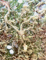 Ophiothrix