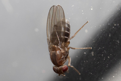 Diptera