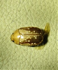 Anoplognathus concolor