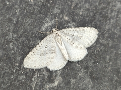 Colostygia multistrigaria