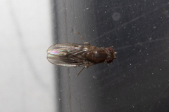 Diptera