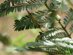Nataxa flavescens