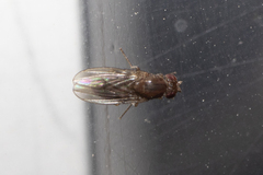 Diptera