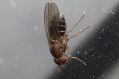 Diptera