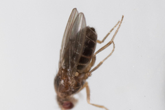 Diptera
