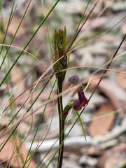 Cryptostylis leptochila