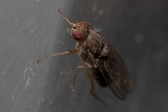 Diptera
