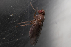 Diptera