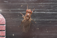 Diptera