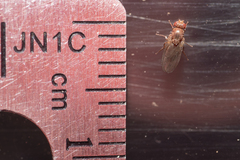 Diptera