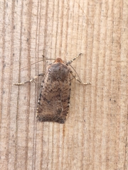 Conistra staudingeri