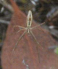 Argiope protensa