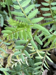 Vicia lutea