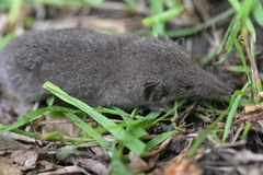 Crocidura